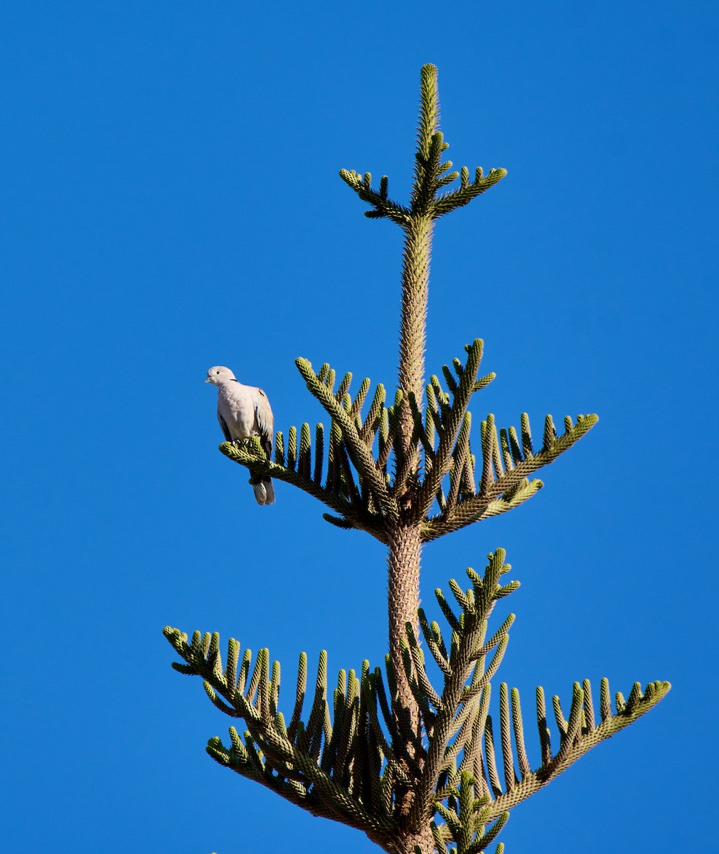 Eurasian Collared-Dove - ML479245671