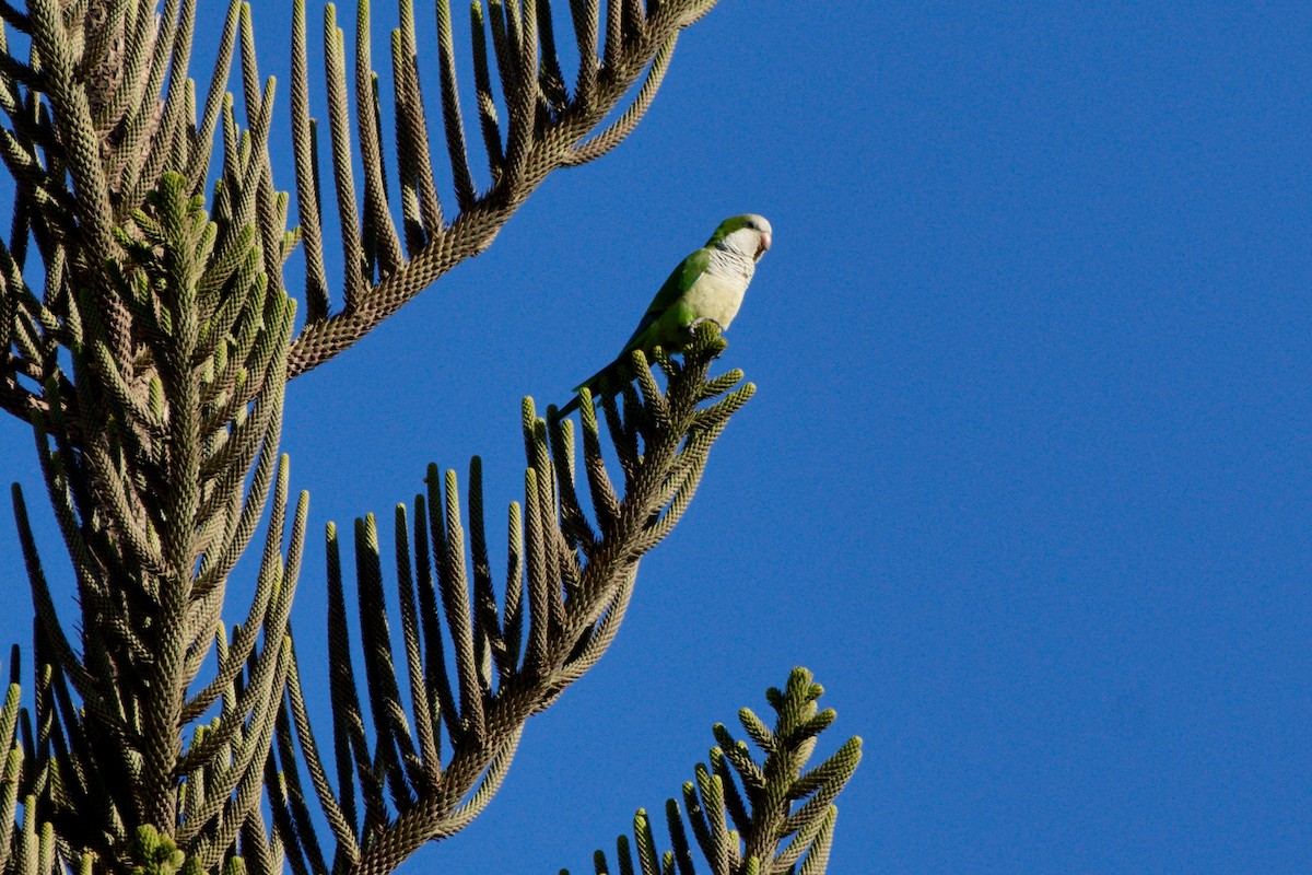 Monk Parakeet - ML479245691