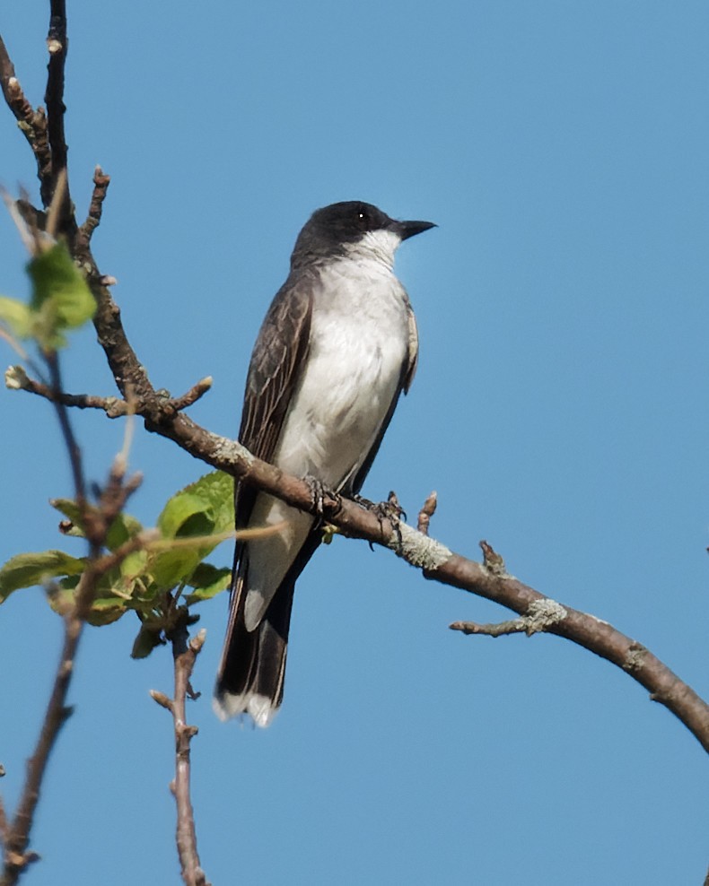 Eastern Kingbird - ML479245731