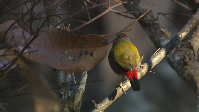 Red-browed Firetail - ML479246