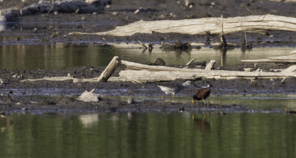 Greater Yellowlegs - Robert McMorran