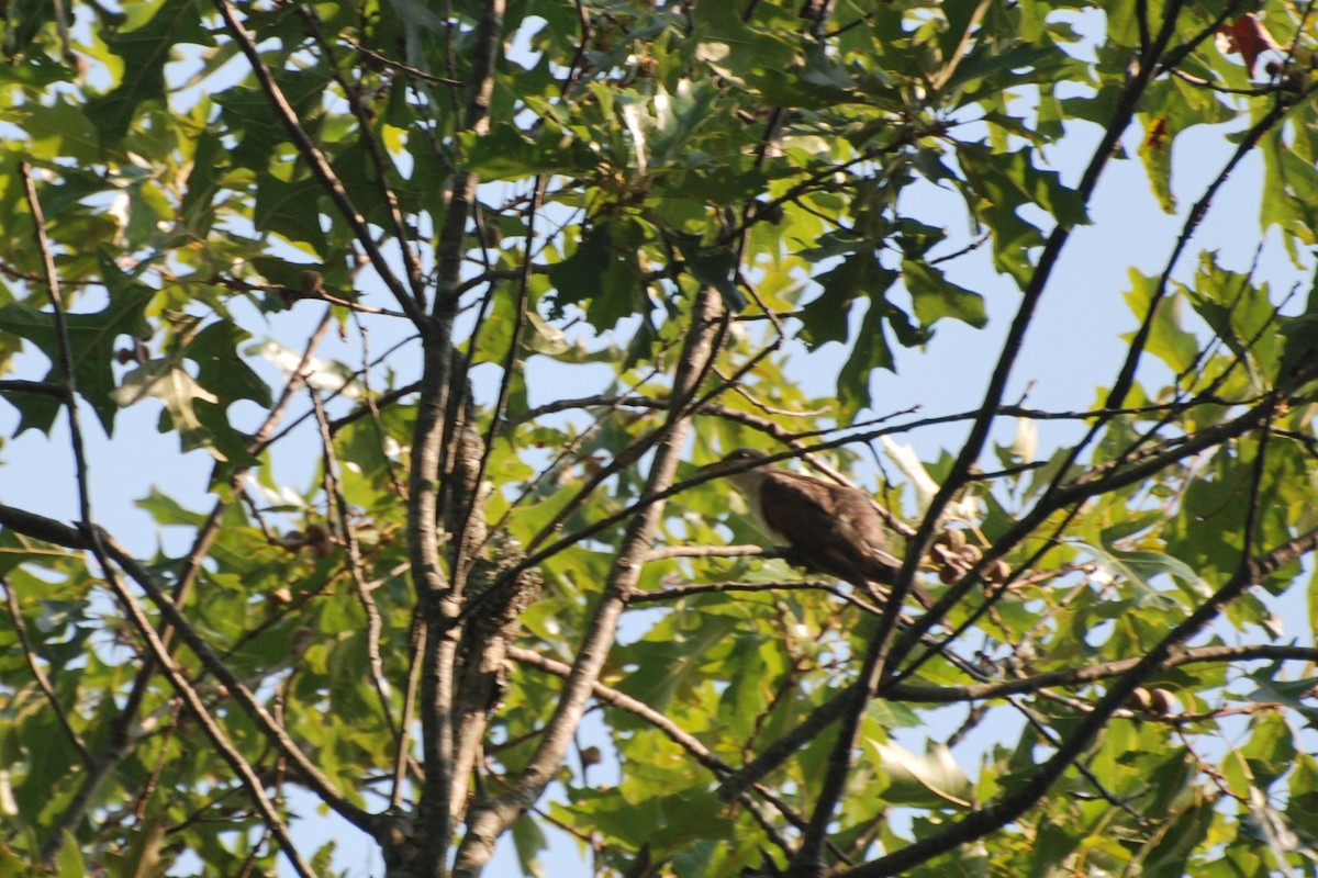 Yellow-billed Cuckoo - ML479246441