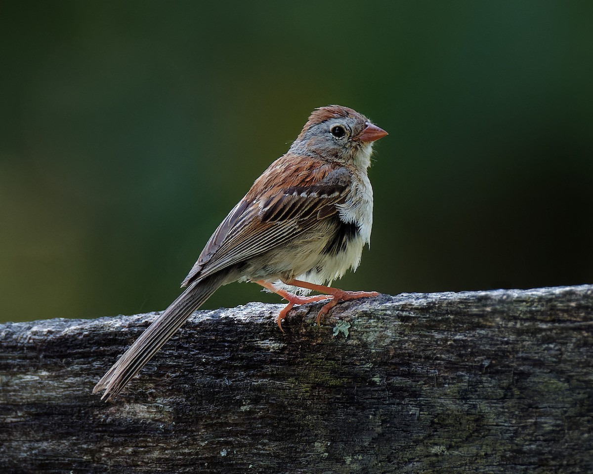 Field Sparrow - ML479246651