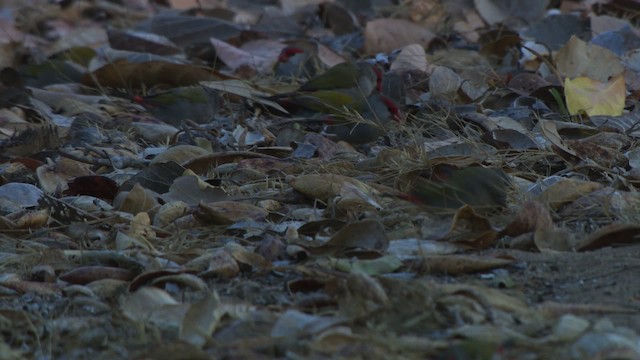 Red-browed Firetail - ML479247