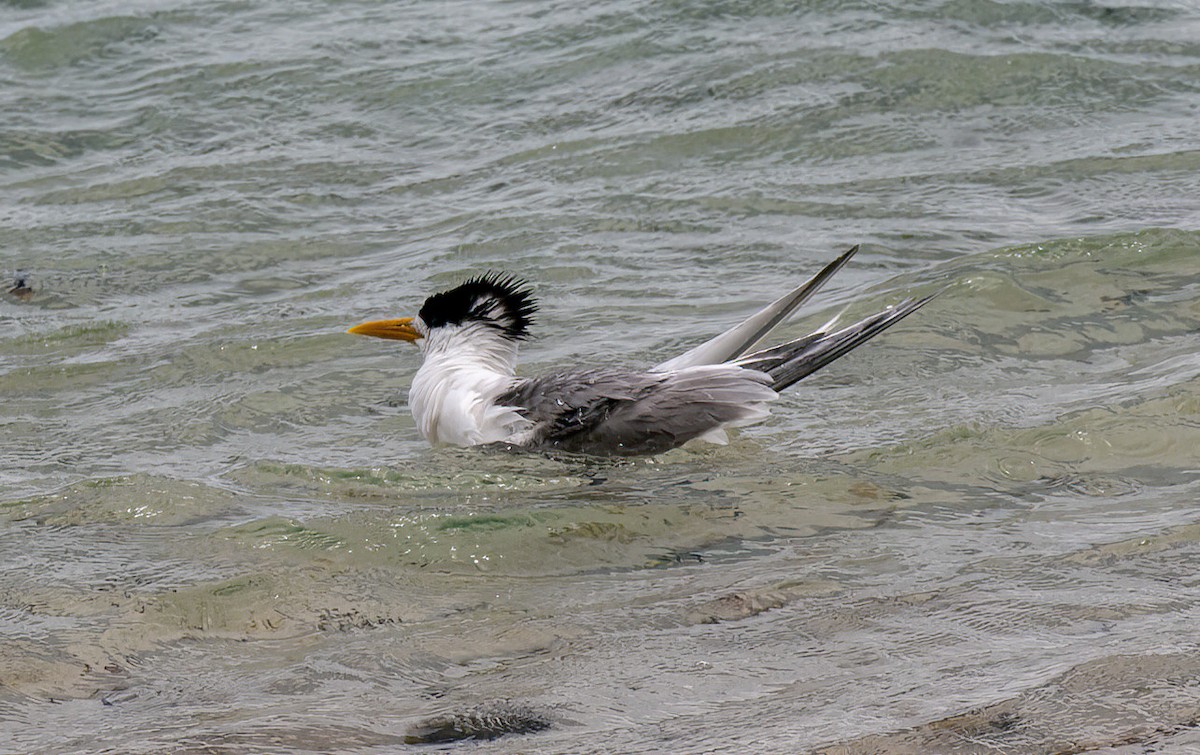 Great Crested Tern - ML479247051