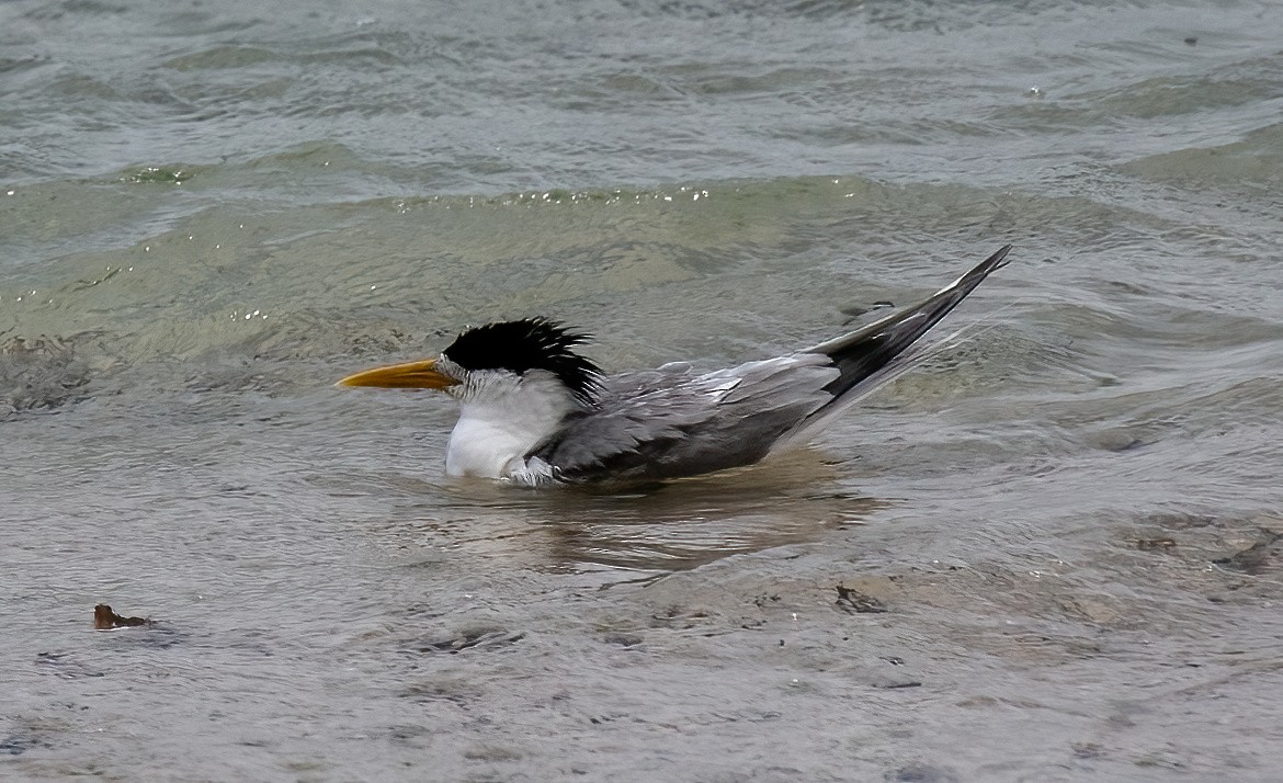 Great Crested Tern - ML479247131