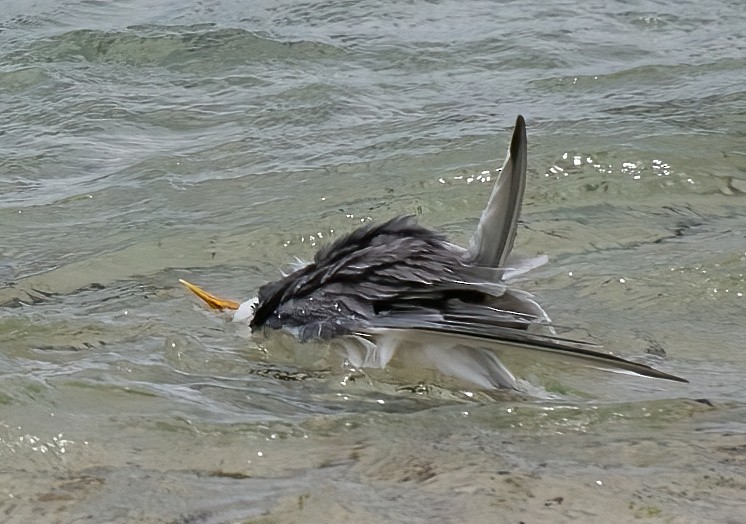 Great Crested Tern - ML479247181
