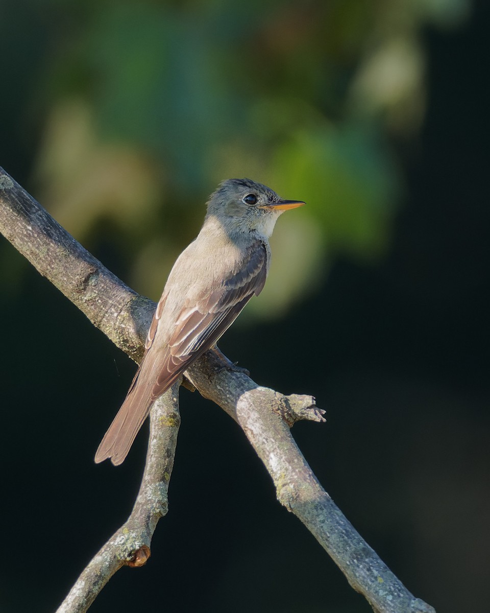 Eastern Wood-Pewee - Barbara Holland