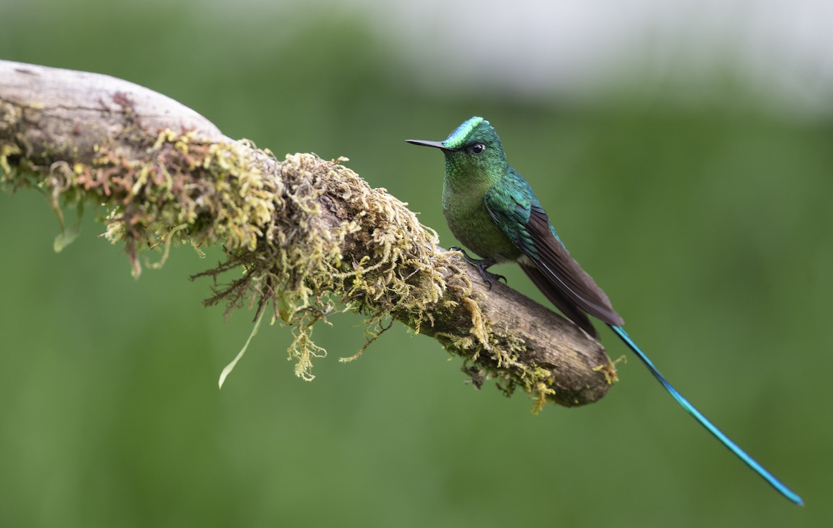 Long-tailed Sylph - ML479248831