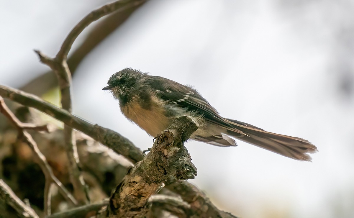 Gray Fantail - ML479248951