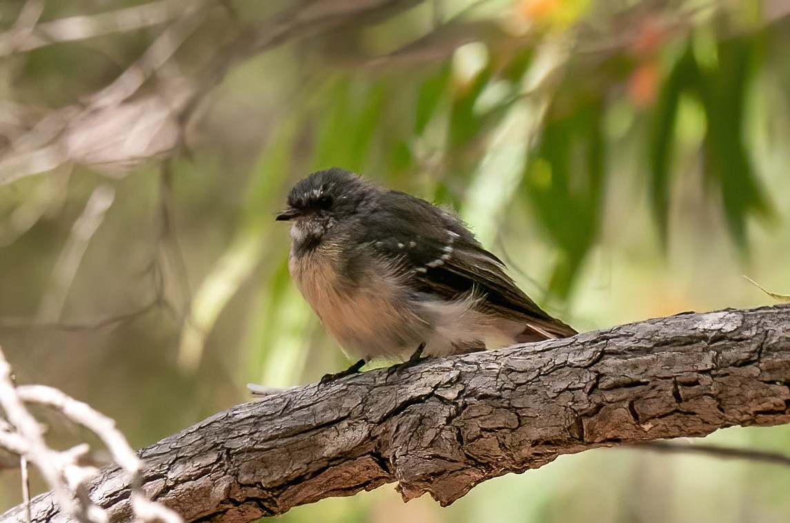 Gray Fantail - ML479248961