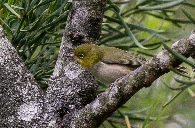 Silvereye - ML479249431