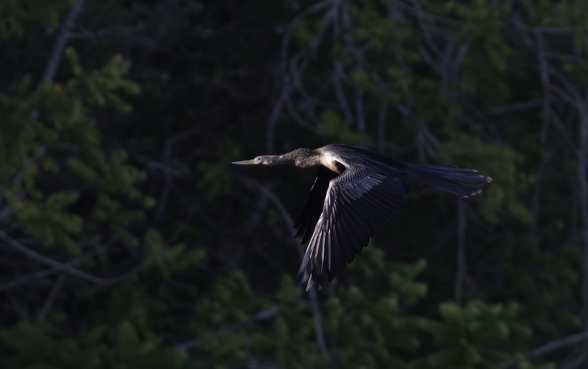 Amerika-Schlangenhalsvogel - ML479249831