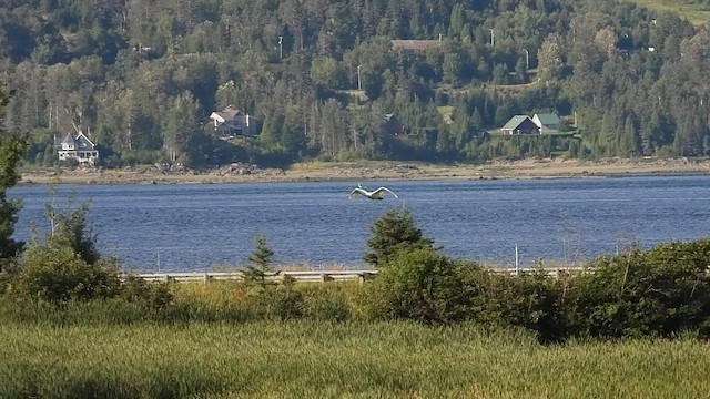 Trumpeter Swan - ML479250121