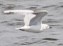 Бонапартова чайка - ML479250141