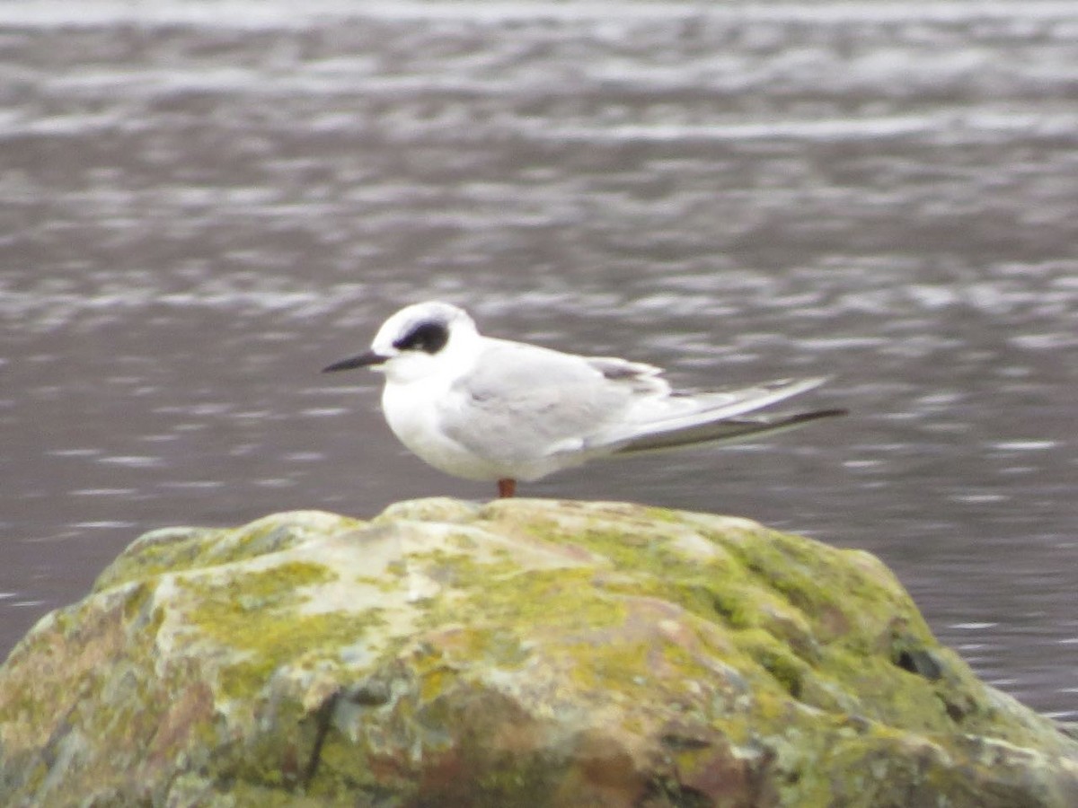 Forster's Tern - Alvan Buckley