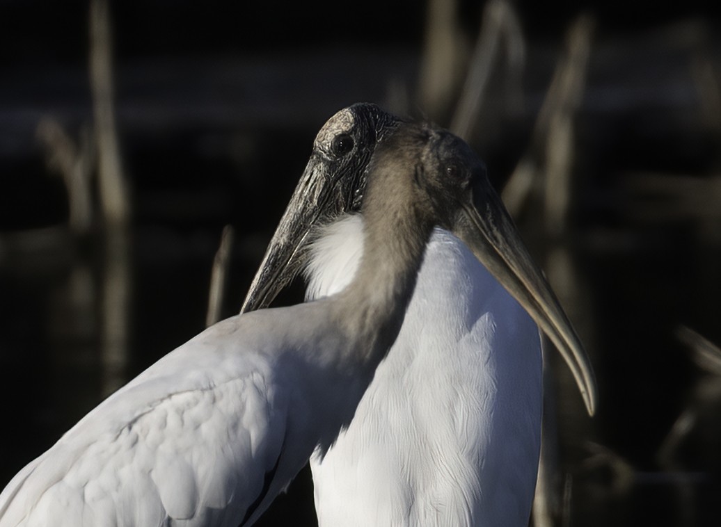 Wood Stork - ML479250321