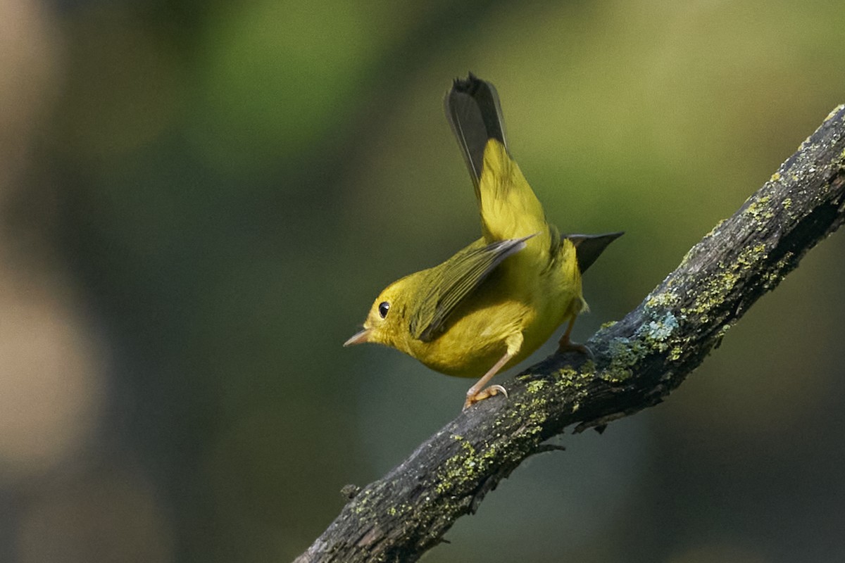 Wilson's Warbler - ML479250801