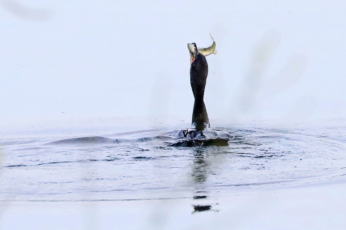 Double-crested Cormorant - ML479251281