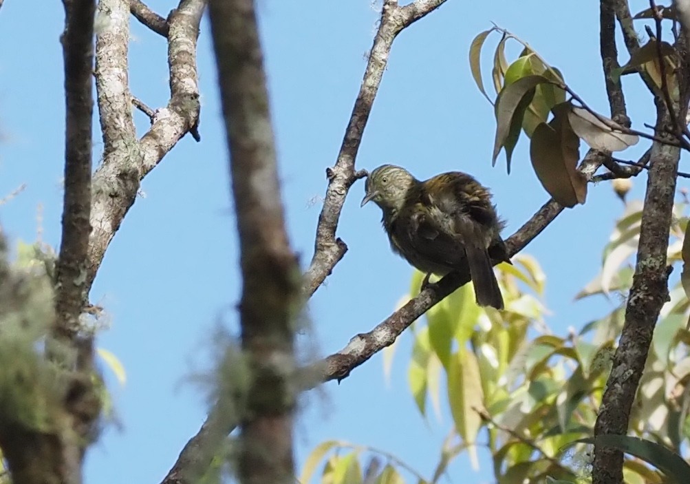 Yellow-streaked Honeyeater - ML479252051