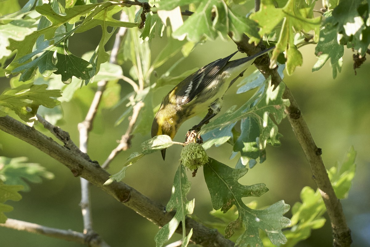 Black-throated Green Warbler - ML479252801
