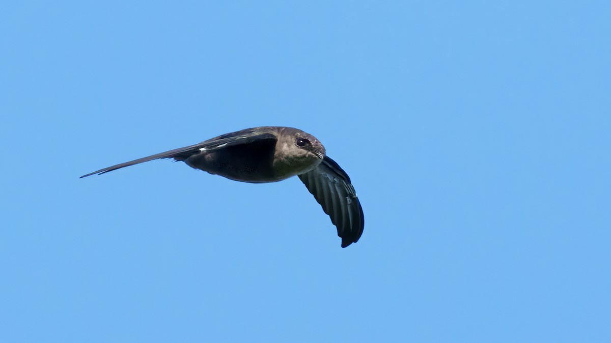 Chimney Swift - Neo Morpheus