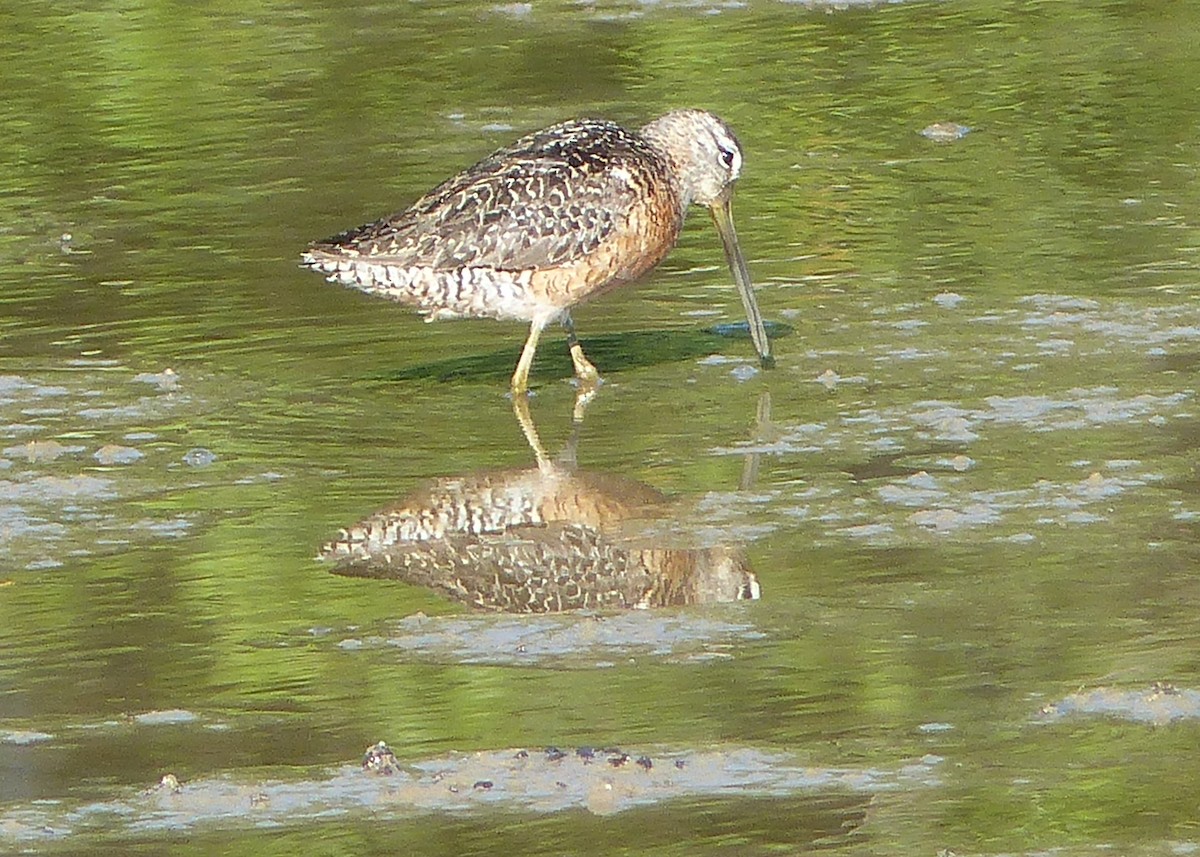 Long-billed Dowitcher - Sherman Suter