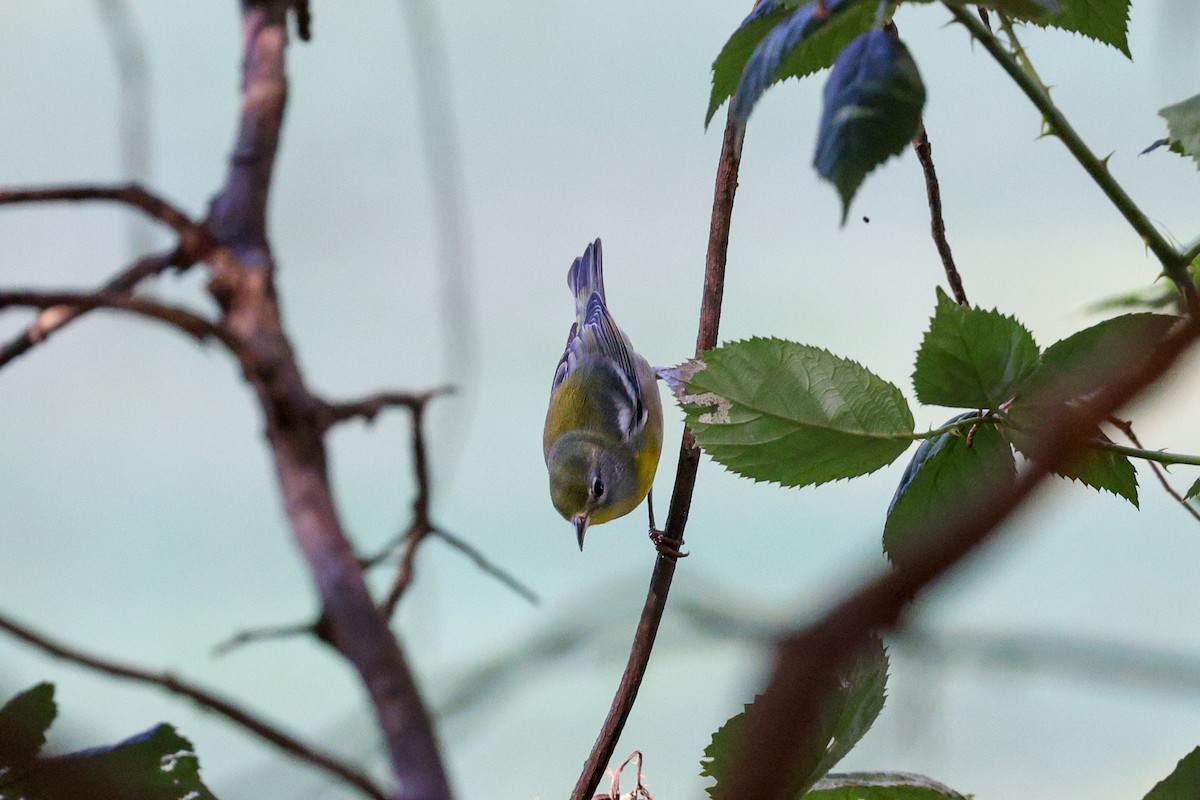 Northern Parula - ML479254671