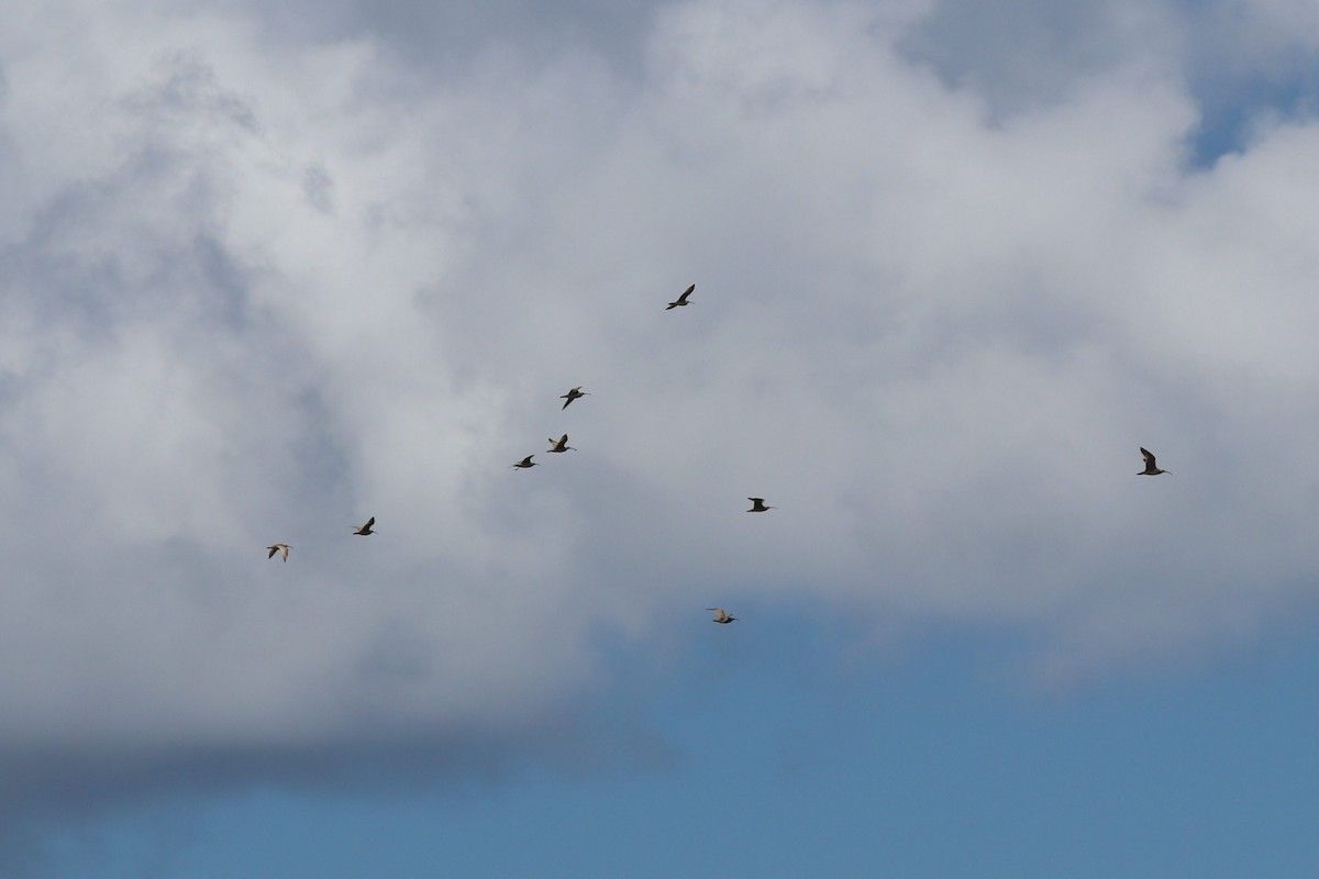 Regenbrachvogel (hudsonicus) - ML479254911