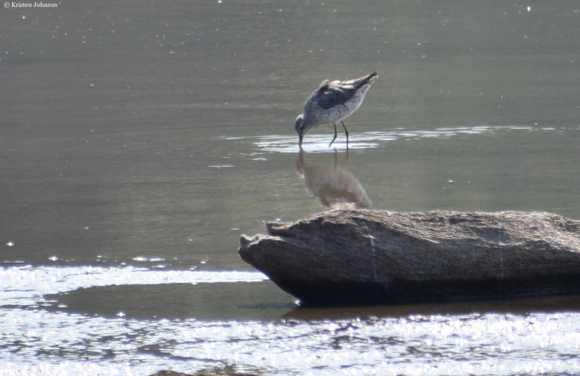 Stilt Sandpiper - ML479255291