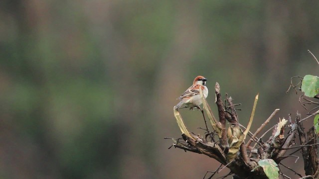 Russet Sparrow - ML479257