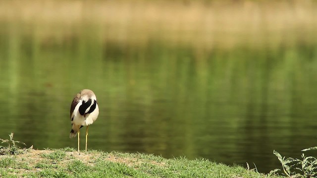 Red-wattled Lapwing - ML479258