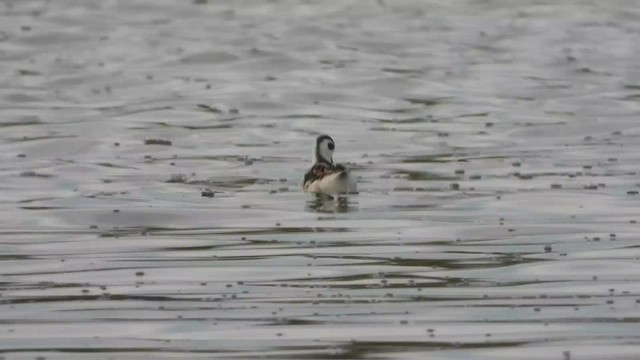 Red-necked Phalarope - ML479258181