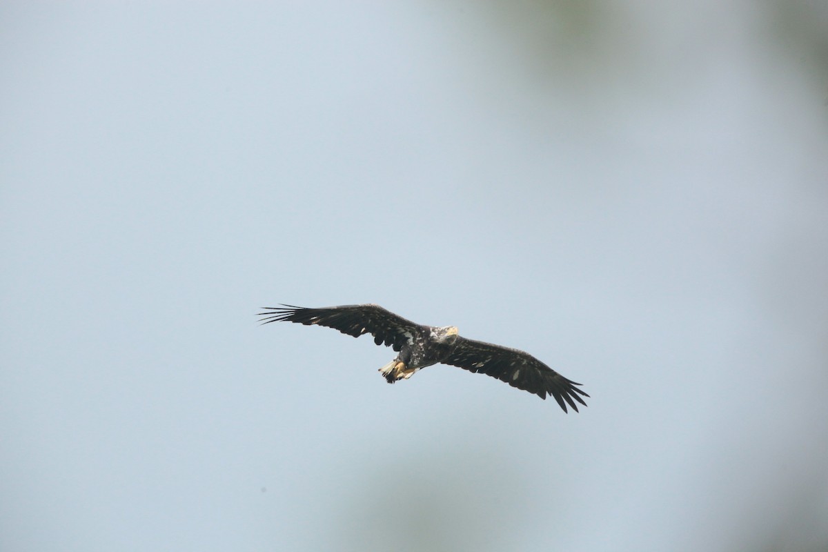 Bald Eagle - Paul Miller