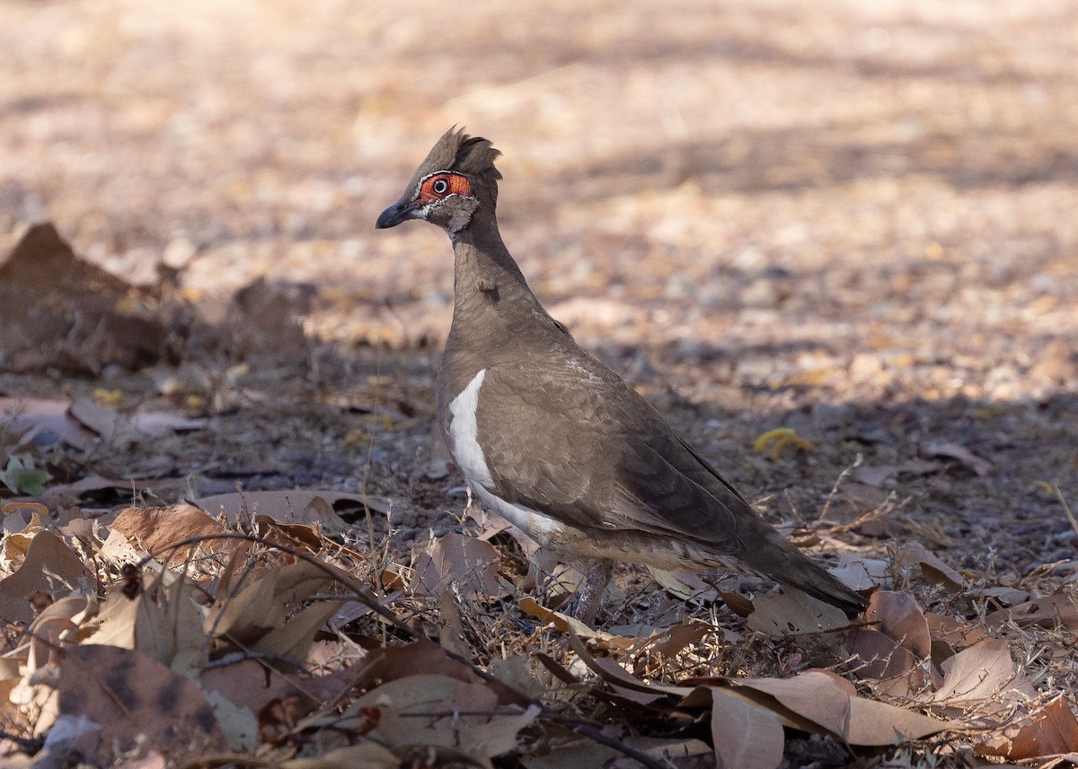 Partridge Pigeon - Martin Allen