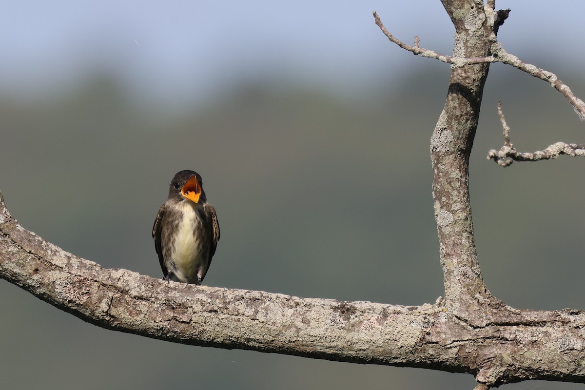 Olive-sided Flycatcher - ML479260001