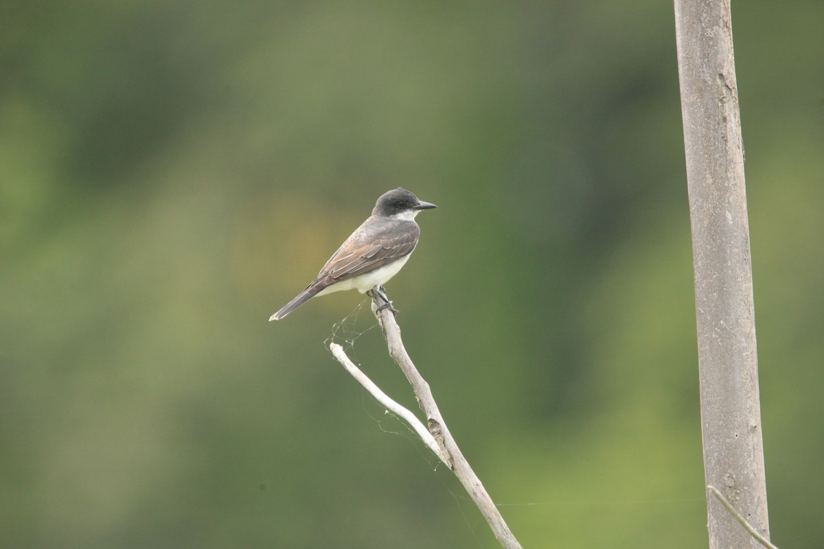 Eastern Kingbird - ML479260681