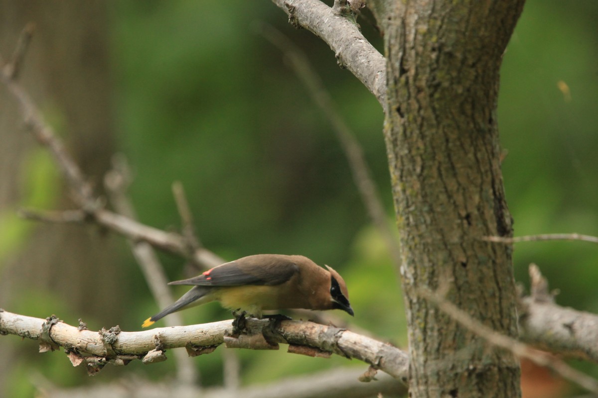 Cedar Waxwing - ML479263091