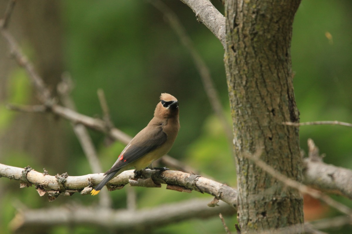 Cedar Waxwing - ML479263101