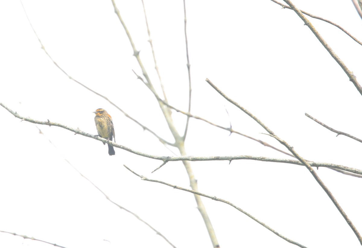 Red-winged Blackbird - ML479263201