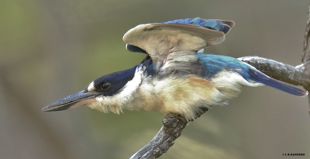 Forest Kingfisher - ML479265191