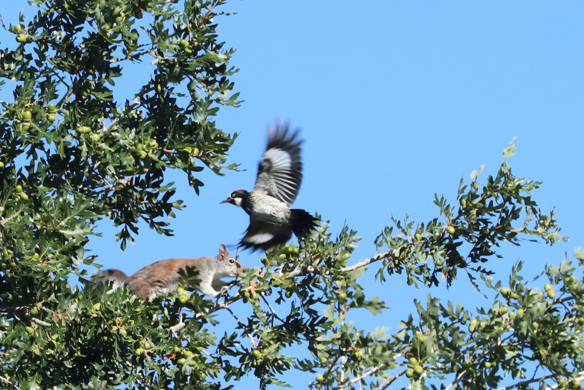 Acorn Woodpecker - ML479265901