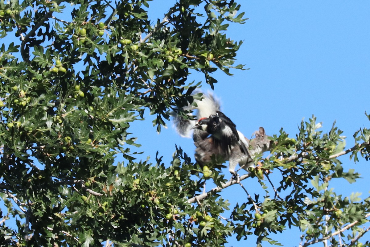 Acorn Woodpecker - ML479265921