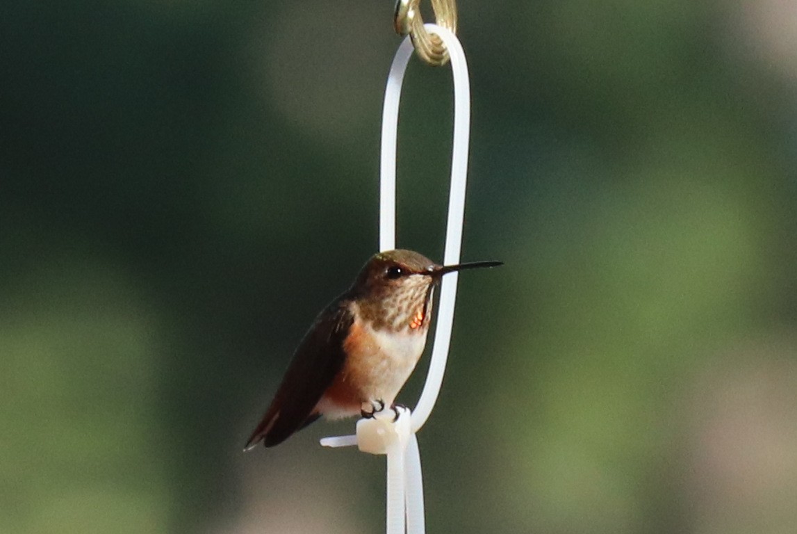 Rufous Hummingbird - ML479265961