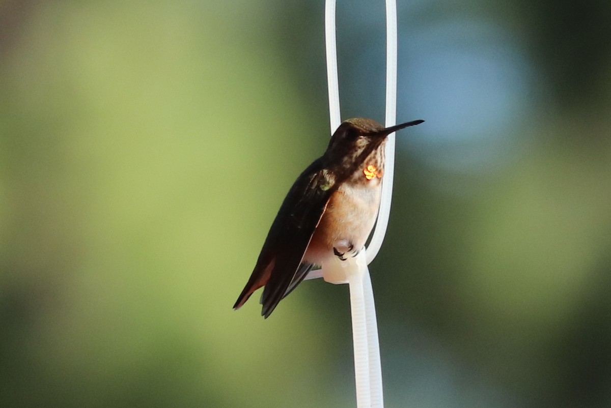 Rufous Hummingbird - ML479265991