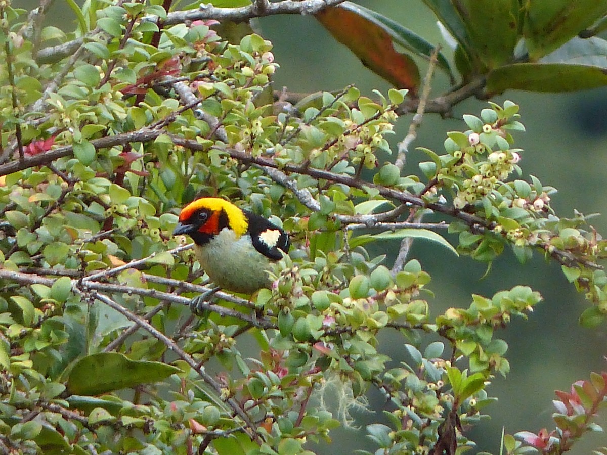 Flame-faced Tanager - ML47926711