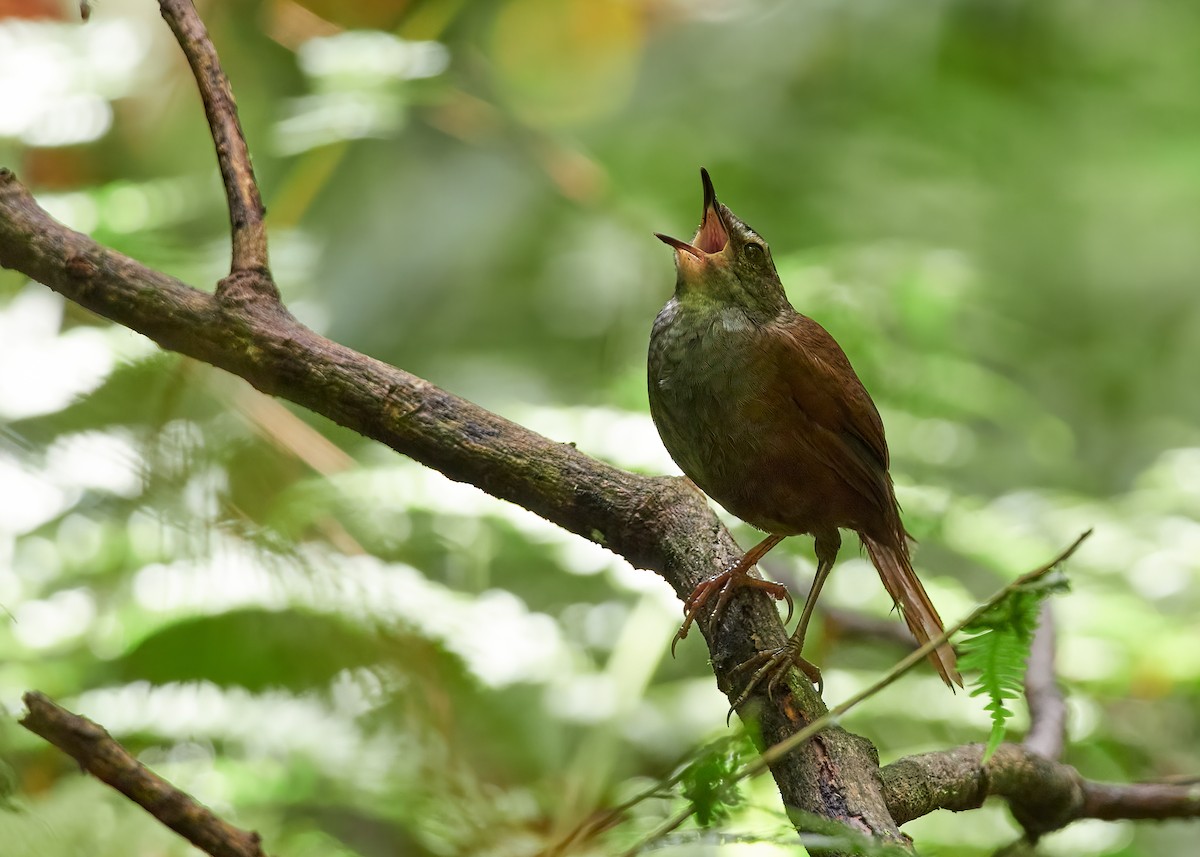 Long-tailed Bush Warbler - Alden Fernandez