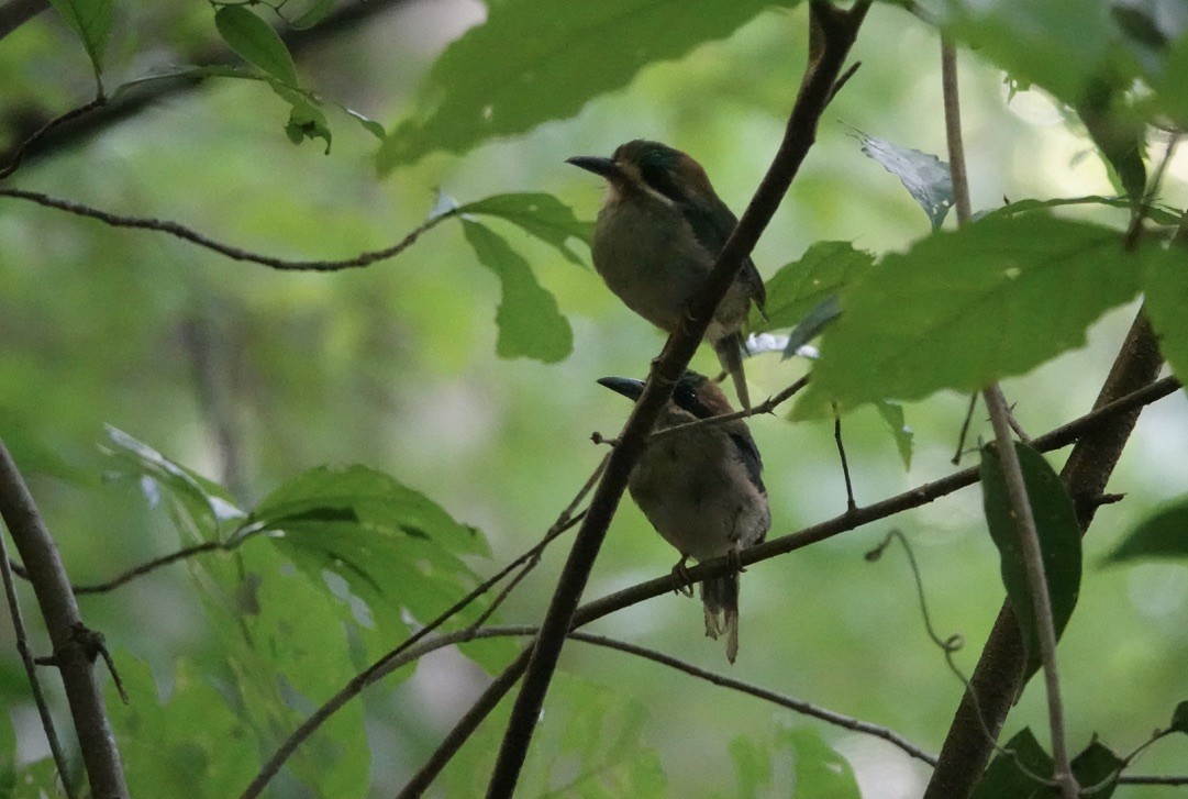 Tody Motmot - ML479268221