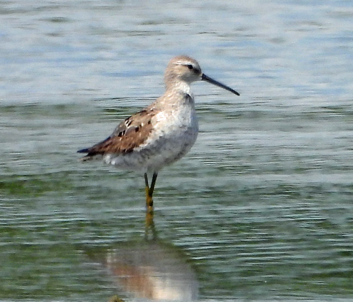 Stilt Sandpiper - ML479269731