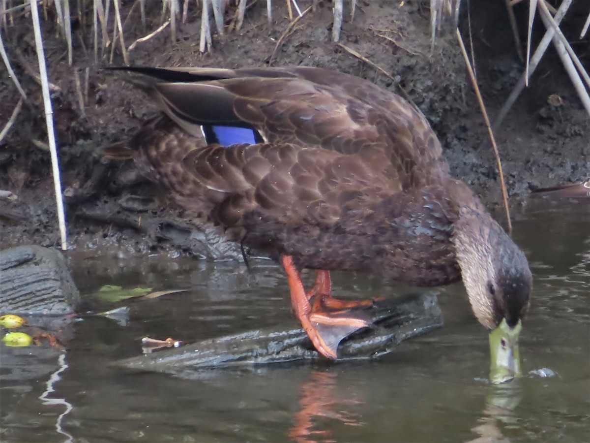 American Black Duck - Ursula  Mitra